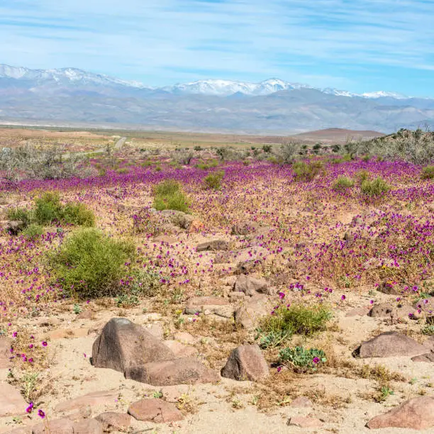 Photo of Flowering desert in the Chilean Atacama