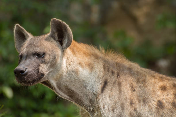 istock close-up of spotted hyena. 1128473220