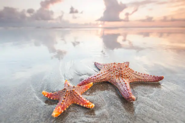 Photo of Two starfish on a summer beach