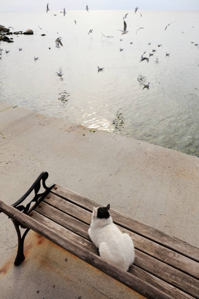 Domestic stray cat is sitting on bench