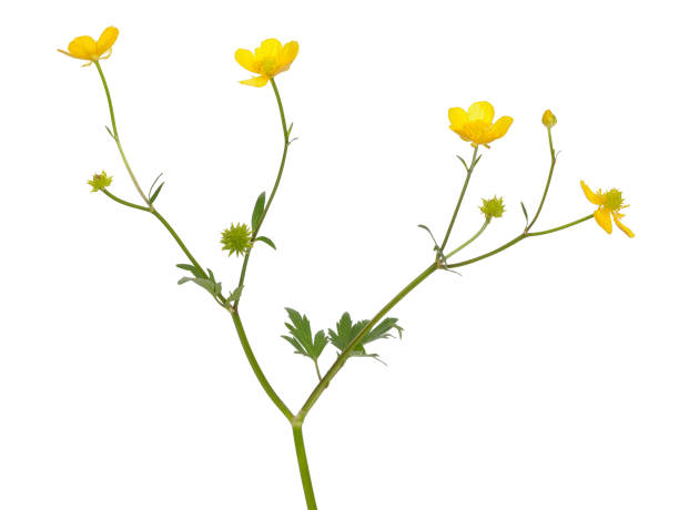 istock Meadow buttercup ( Ranunculus acris) flower 1128474025