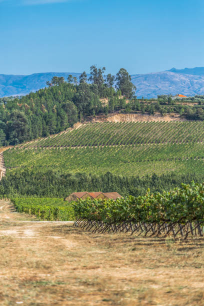 istock View of agricultural fields with vineyards, typically Mediterranean 1128474437