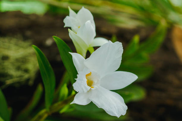 istock Dendrobium infundibulum fragrant flowers Flowering from September to May 1128475216