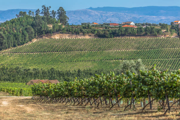 istock View of agricultural fields with vineyards, typically Mediterranean 1128475258