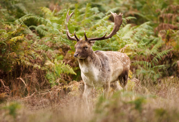 istock Close up of a Fallow deer in autumn 1128475433