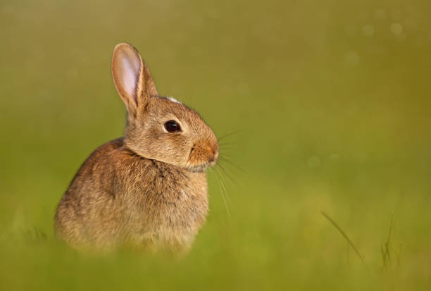 istock European rabbit sitting in the grass 1128475507