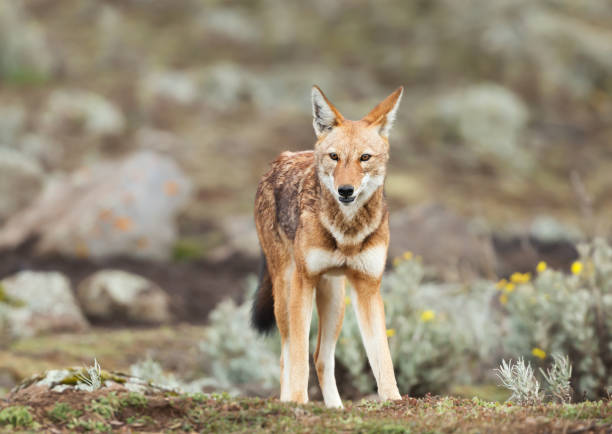 istock Close up of a rare and endangered Ethiopian wolf 1128475701