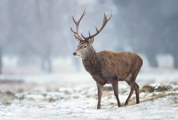 istock Close up of a Red deer stag in winter 1128476164