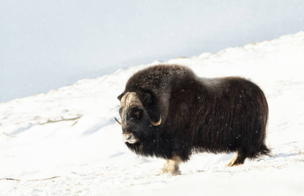 istock Musk Ox standing in snowy Dovrefjell mountains 1128476330