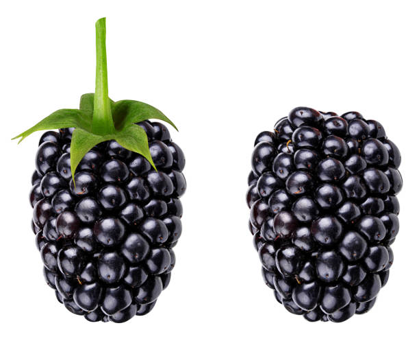 istock Blackberry isolated on white background with clipping path 1128476378