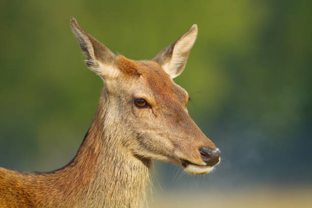 Close-up of red deer hind, UK.