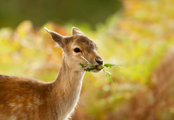 Close-up of a Fallow deer fawn eating leaves, UK.