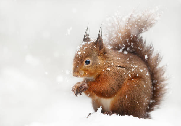 istock Close up of a red squirrel in the falling snow 1128476565