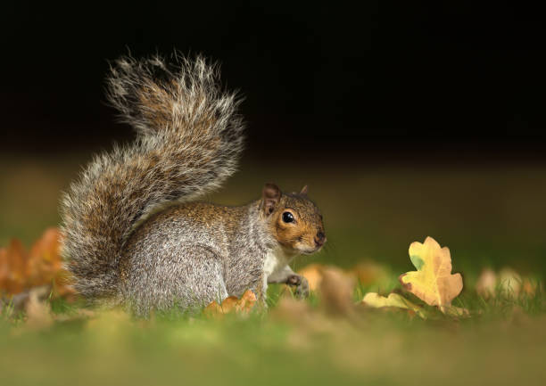istock Grey squirrel sitting in grass with the tail up 1128477576