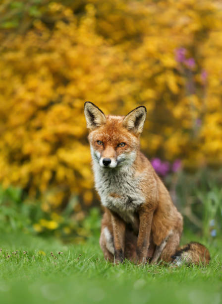 istock Red fox sitting on grass against yellow flowers 1128477593