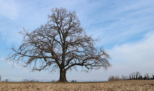 Large bare oak tree, Quercus robur is the scientific name, alone in a winter countryside scenery .