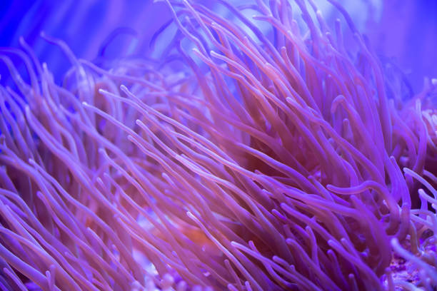 istock Beautiful sea flower in underwater world with corals and  fish. 1128478003