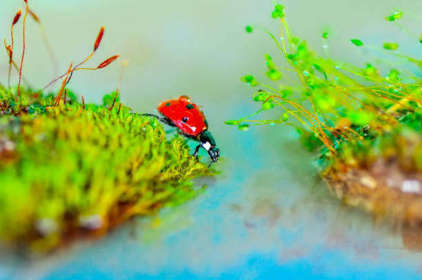 Beautiful ladybug sitting on flower in a summer garden