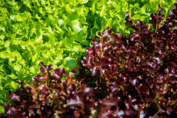 istock Organic green vegetables in rows on farm ,Thailand. 1128478534