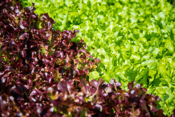 istock Organic green vegetables in rows on farm ,Thailand. 1128478544