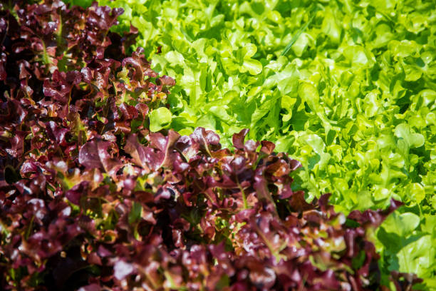 istock Organic green vegetables in rows on farm ,Thailand. 1128478561