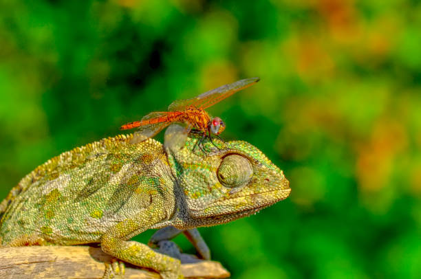 istock Macro shots, Beautiful nature scene green chameleon and dragonfly 1128479273