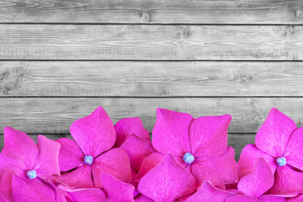 Pink Hydrangea Flower Background