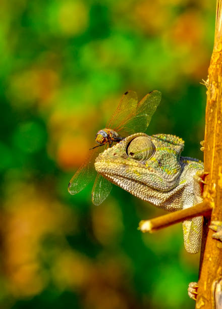 istock Macro shots, Beautiful nature scene green chameleon and dragonfly 1128479529
