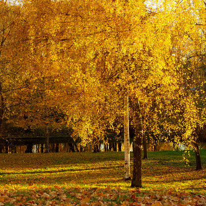 Beautiful autumn landscape. Birch covered with golden autumn leaves in the rays of the sunset sun.
