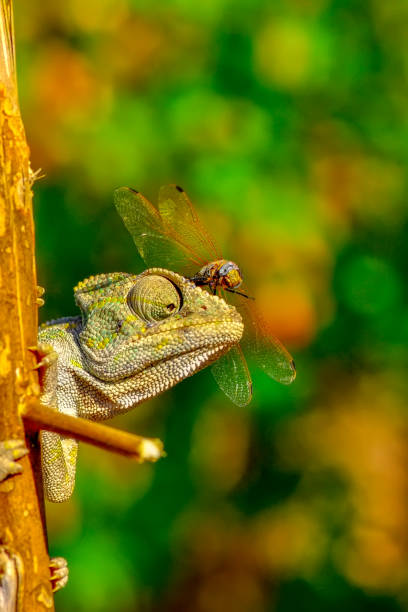 istock Macro shots, Beautiful nature scene green chameleon and dragonfly 1128479781