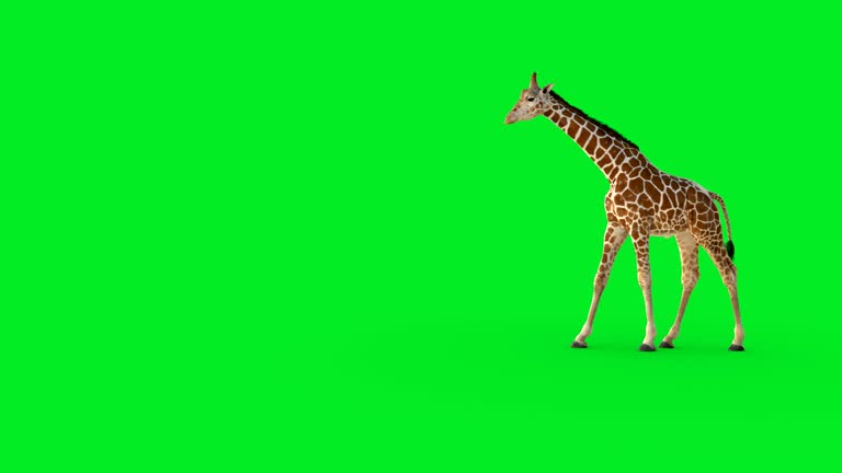 A 3D giraffe walking on green screen.