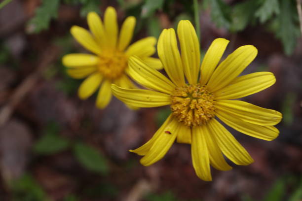 istock Innocence and purity a daisy blooms 1128481022