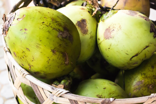 coco verde fresco na cesta tecida. - fruit freshness tree foods and drinks - fotografias e filmes do acervo