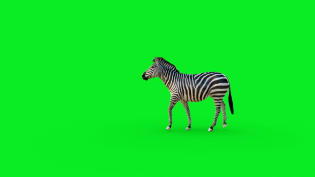 Tiger Walks. Animated Motion Graphic Isolated on Green Screen Free Stock  Video Footage Download Clips tiger