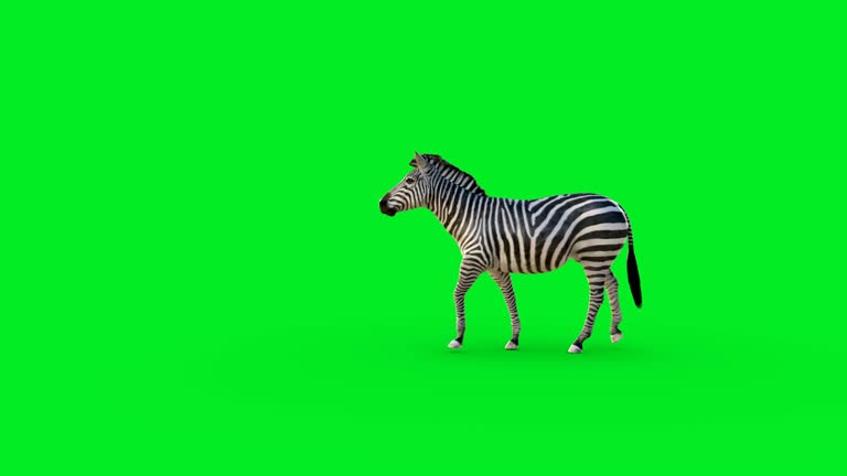 Tiger Walks. Animated Motion Graphic Isolated on Green Screen Free Stock Video Footage Download Clips tiger Tiger Walks. Animated Motion Graphic Isolated on Green Screen Free Stock Video Footage Download Clips tiger