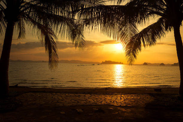 istock silhouette tropical palm tree with sunset on the beach 1128482259