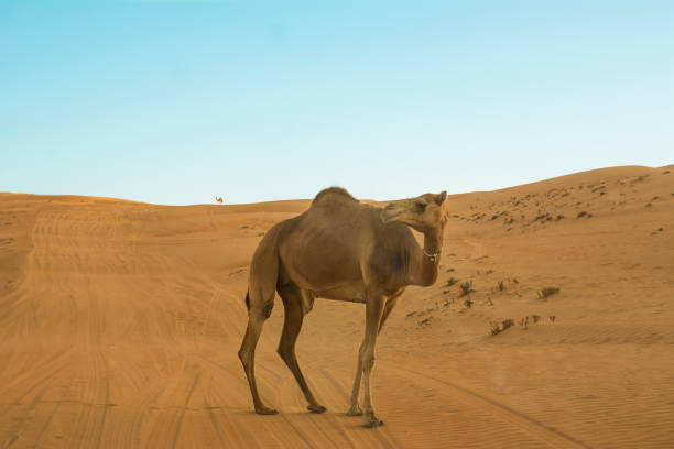 istock Dromedary walking through desert dunes wahiba sands at sunset (Oman) 1128485037