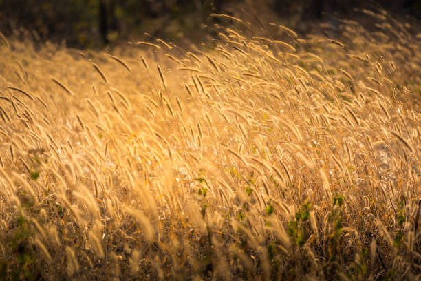 istock Golden grass in grassland on sunlight 1128485270