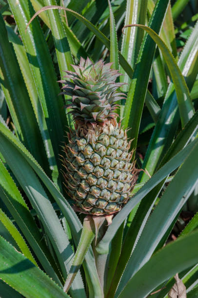 istock Fresh pineapple on the plant 1128489118