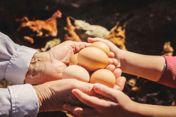 uova domestiche di gallina in mano. messa a fuoco selettiva. - animal egg eggs food giving foto e immagini stock