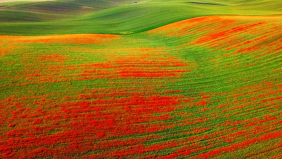 Red poppies on green grass hills, Moravia