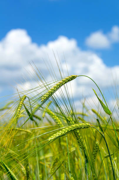 istock Green ears of barley 1128491674