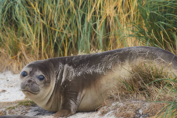 istock Young Southern Elephant Seal 1128492729