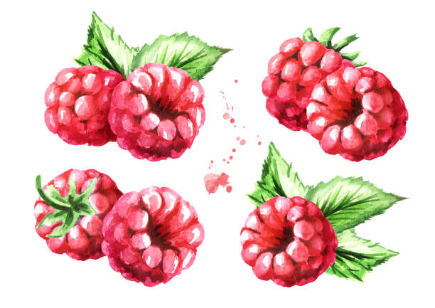 reife himbeeren mit grünen blättern festgelegt. aquarell handgezeichnete abbildung, isoliert auf weißem hintergrund - raspberry stock-grafiken, -clipart, -cartoons und -symbole