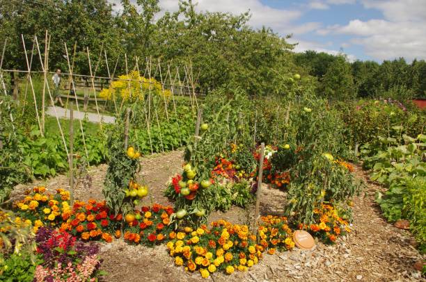 istock The garden in the countryside 1128497624