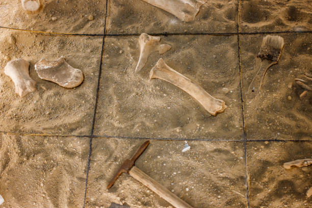 istock An antiquities excavation site. tools and exhibits found 1128498140