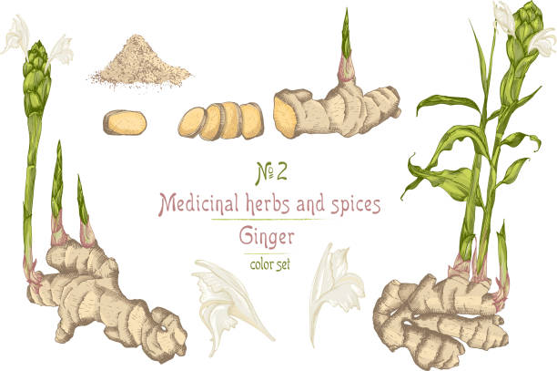 Set colorful hand drawn of Ginger roots, lives and flowers isolated on white background. Set colorful hand drawn of Ginger roots, lives and flowers isolated on white background. Retro vintage graphic design. botanical sketch drawing, engraving style. Vector illustration. ginger ground spice root stock illustrations