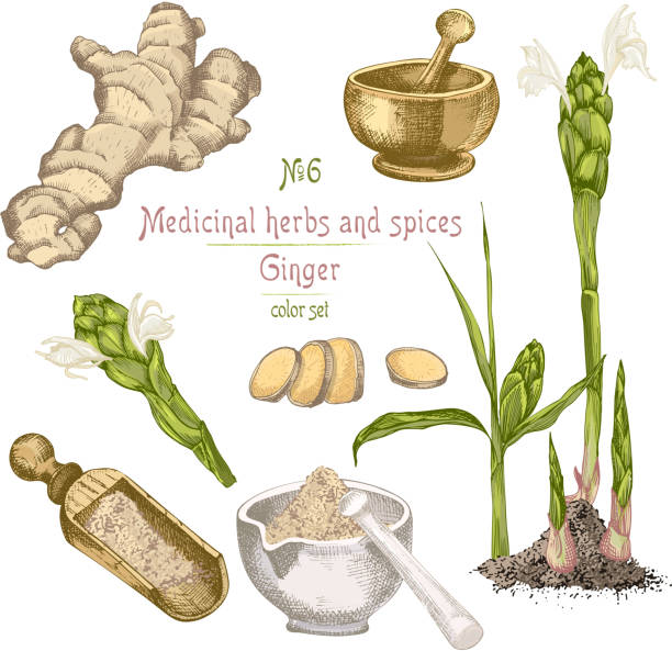 Set colorful hand drawn of Ginger roots, lives and flowers isolated on white background. Set colorful hand drawn of Ginger roots, lives and flowers isolated on white. Bottle, mortar, pestle Retro vintage graphic design. botanical sketch drawing, engraving style. Vector illustration. ginger ground spice root stock illustrations