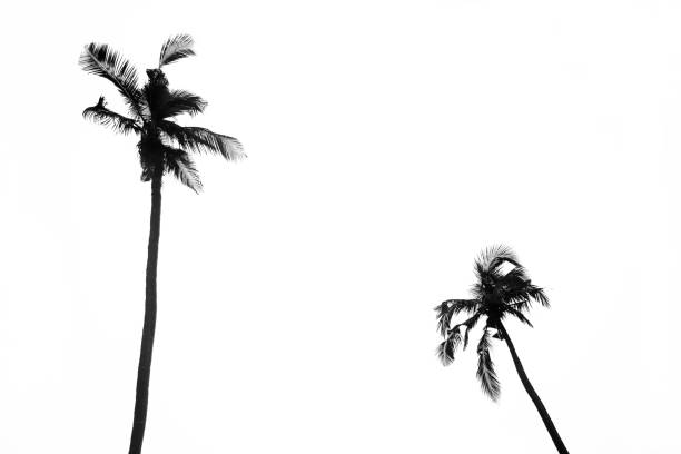 Photo of Palm Trees Silhouette Background.Tropical Coconut Palm Trees Isolated on White Background. Tropical Background