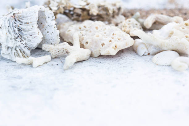 istock Macro of Dried White Corals, Shells and Moss Background with Copy Space. Summer, Spa, Marine and Vacation Concept. 1128500232
